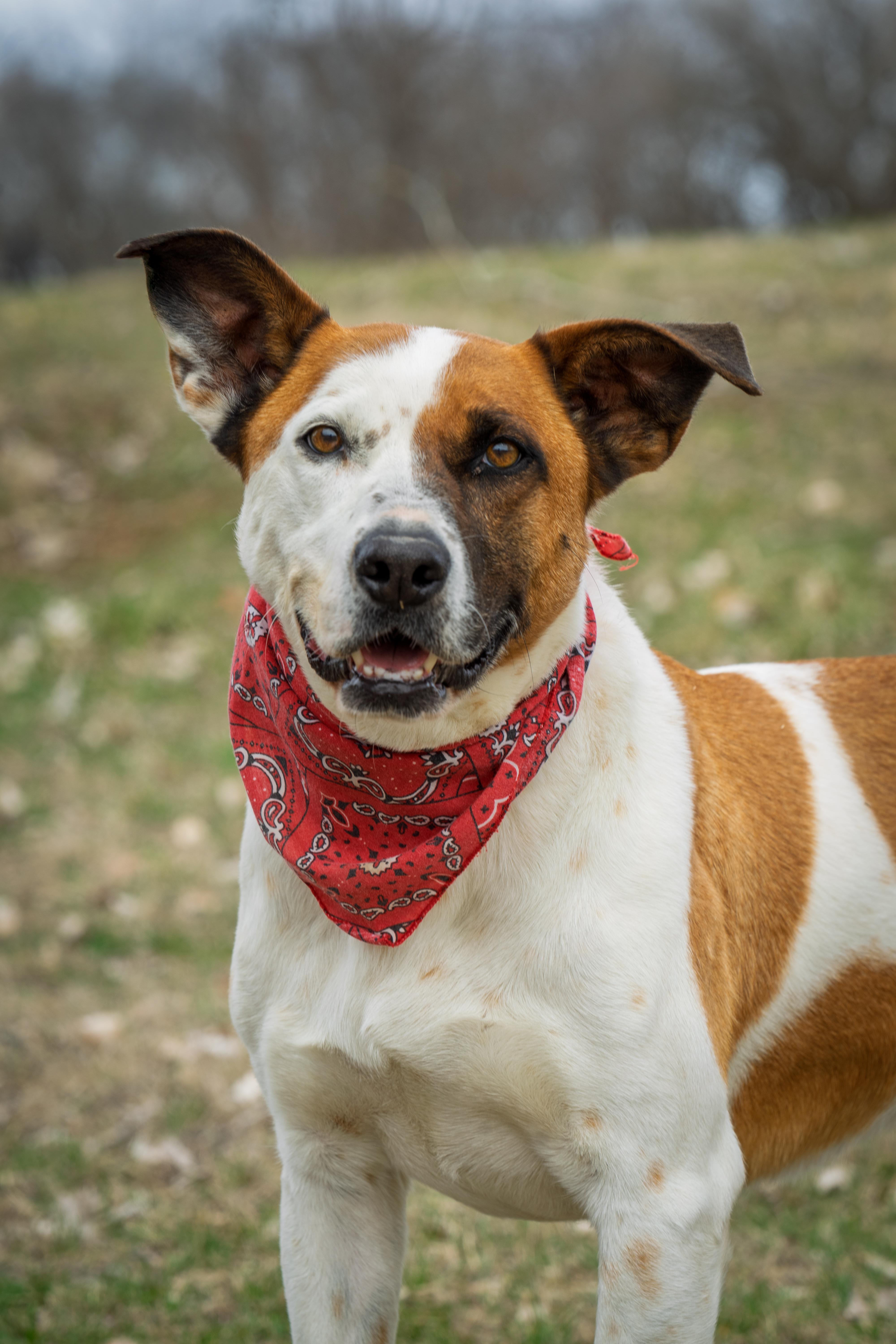 Enlarge Lester, a Adoptable Mixed Breed in Auburn, NE image 4/4