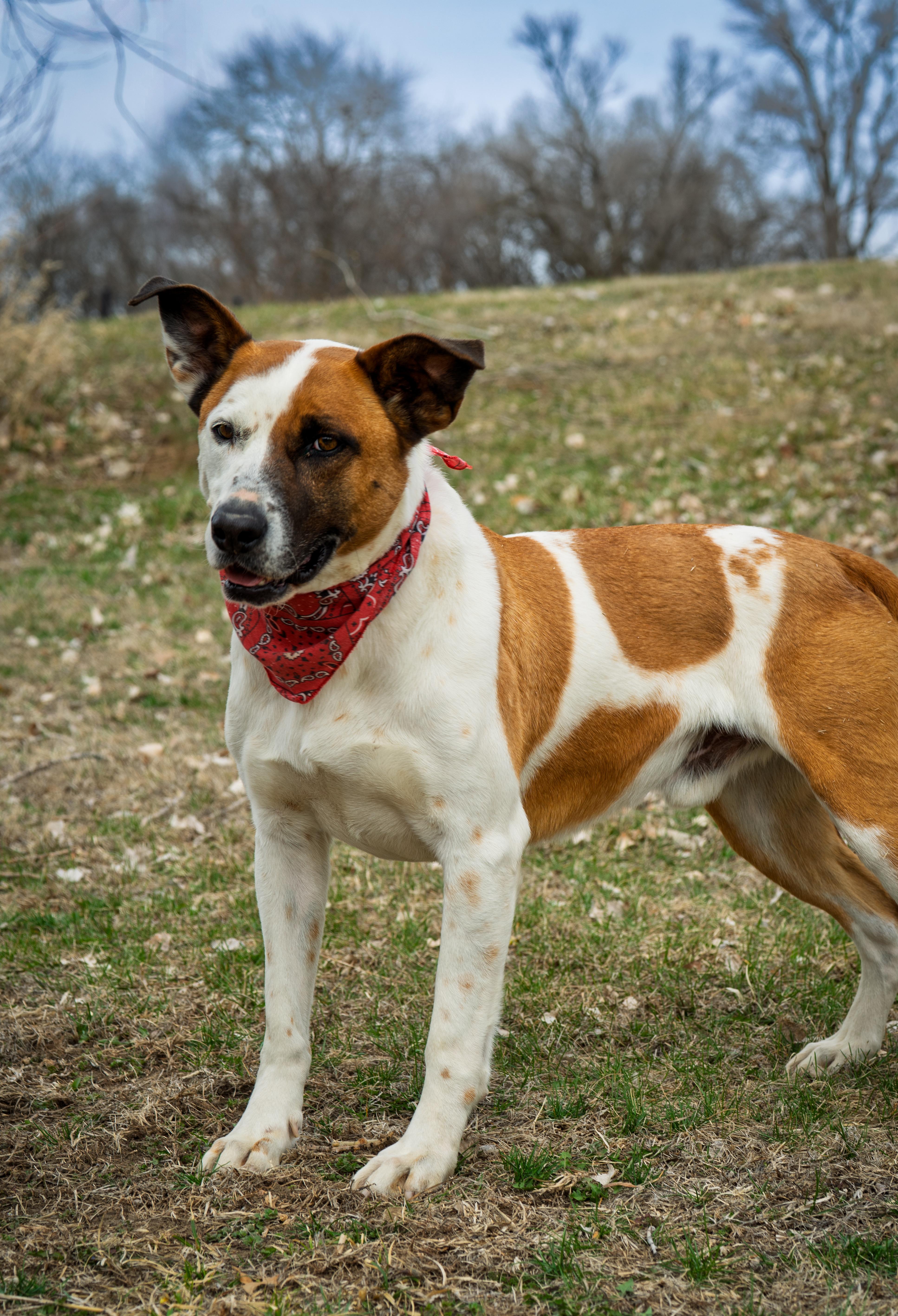 Enlarge Lester, a Adoptable Mixed Breed in Auburn, NE image 2/4