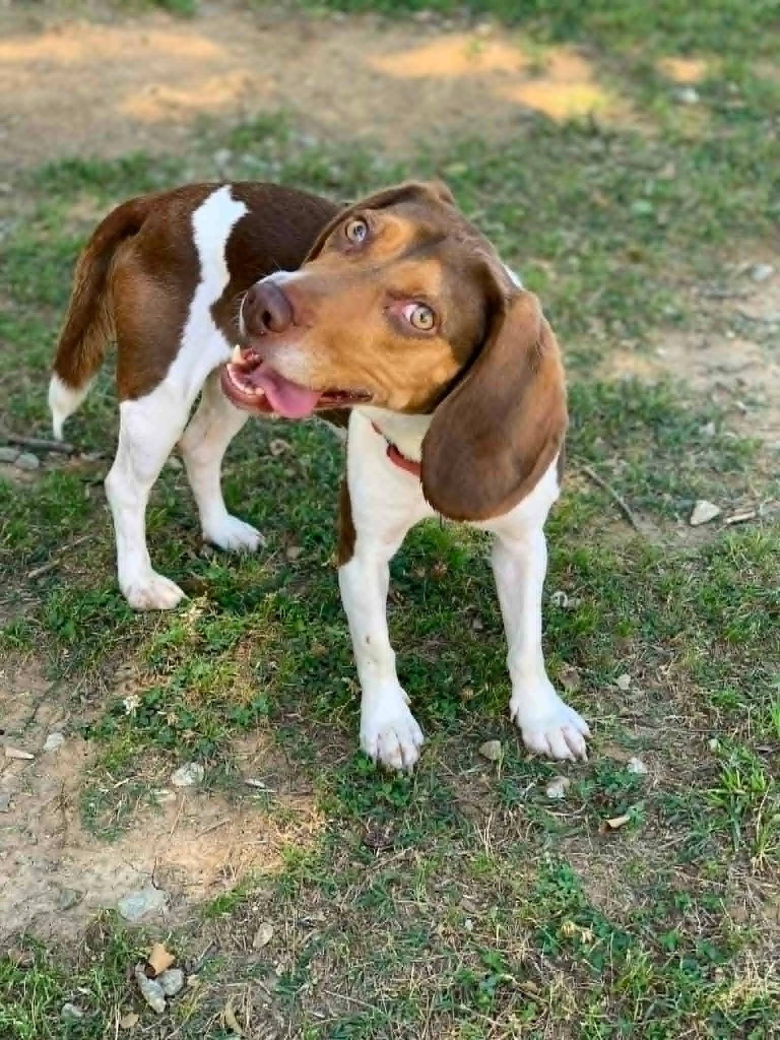Zack, ADOPTABLE, Adult Male Beagle.