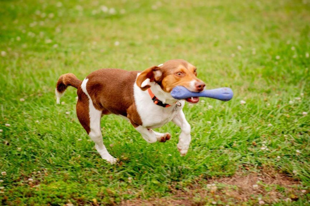 Enlarge Zack, a ADOPTABLE Beagle in Douglas, MA image 2/5