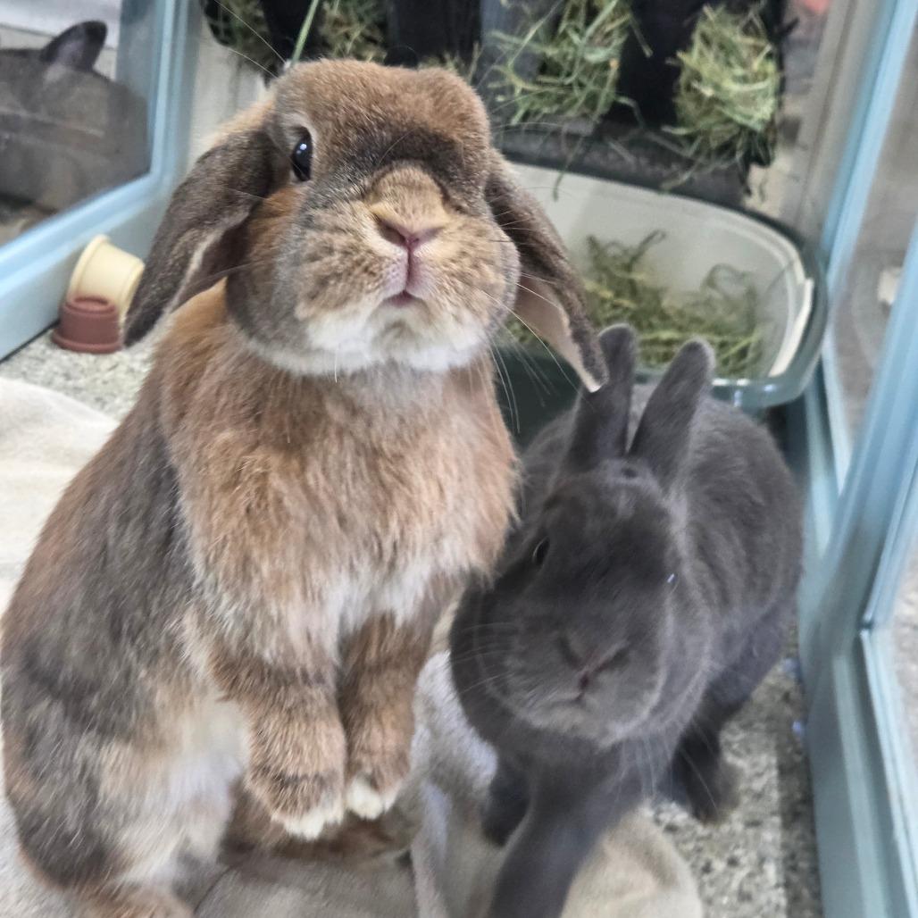 Briar, Adoptable, Adult Female Mini Lop.