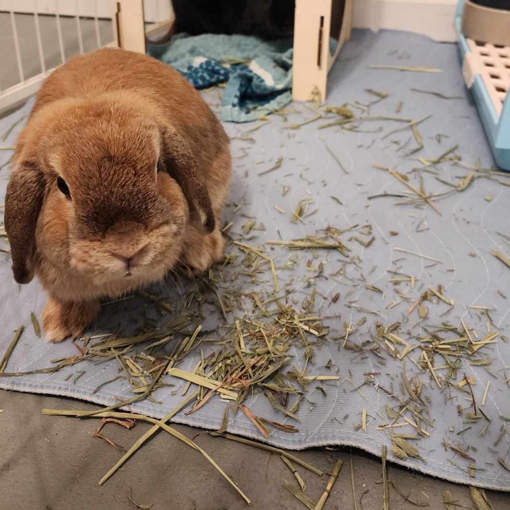 Briar, a Adoptable Mini Lop in Hilliard , FL image 2/5