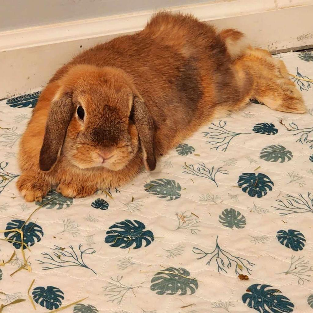 Briar, a Adoptable Mini Lop in Hilliard , FL image 3/5