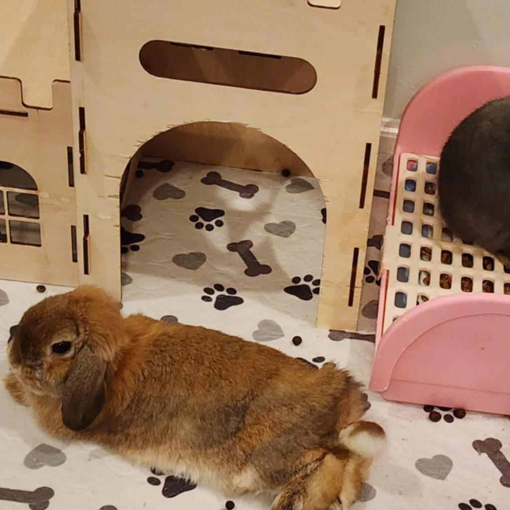 Briar, a Adoptable Mini Lop in Hilliard , FL image 4/5