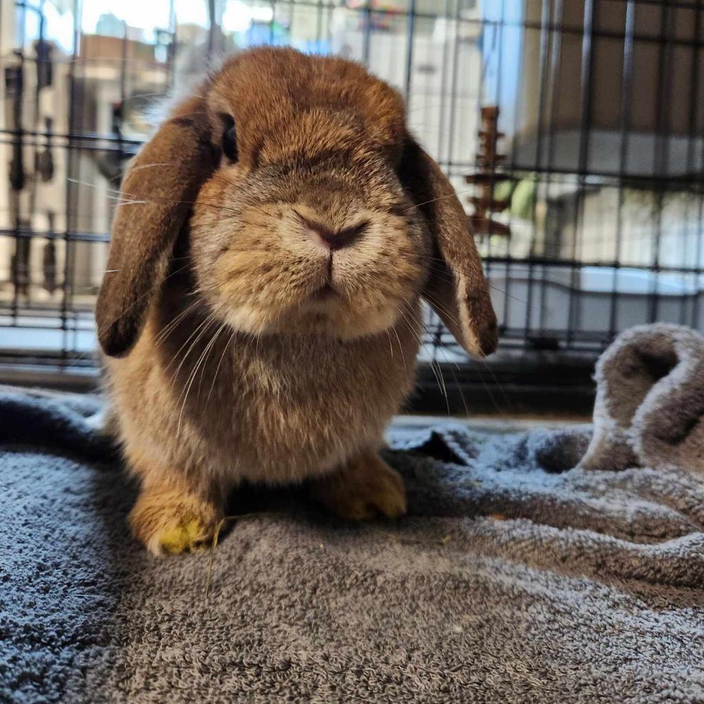 Briar, a Adoptable Mini Lop in Hilliard , FL image 5/5