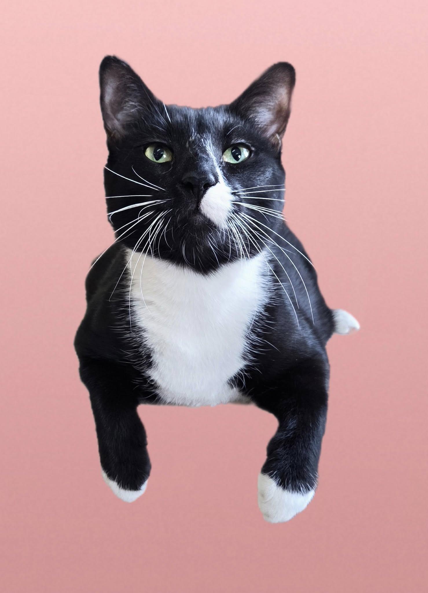 Buddy, Adult Male Tuxedo