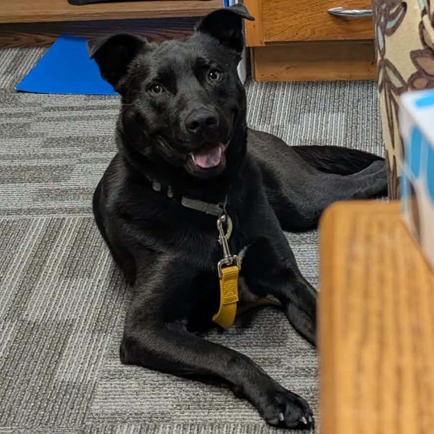 Enlarge Beau, a Adoptable Mixed Breed in Sioux Falls, SD image 1/6