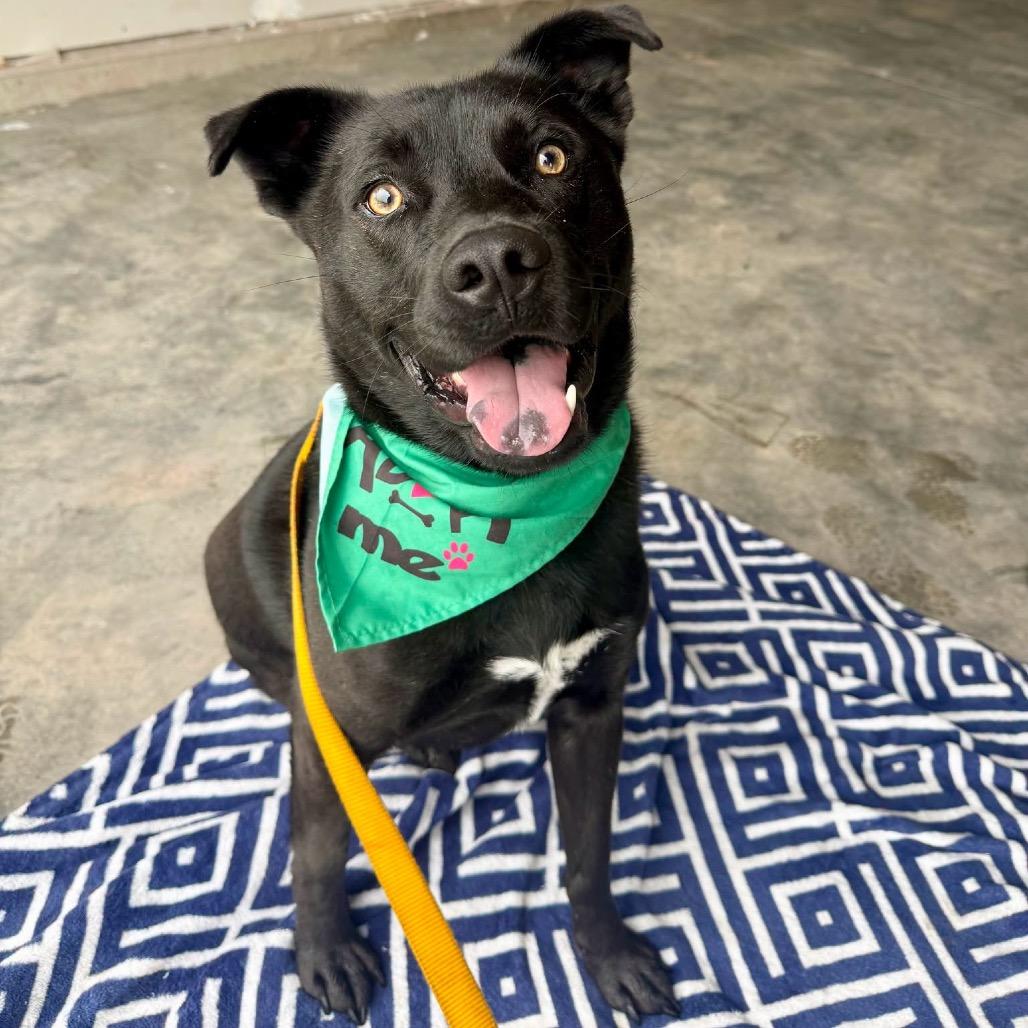 Enlarge Beau, a Adoptable Mixed Breed in Sioux Falls, SD image 1/6