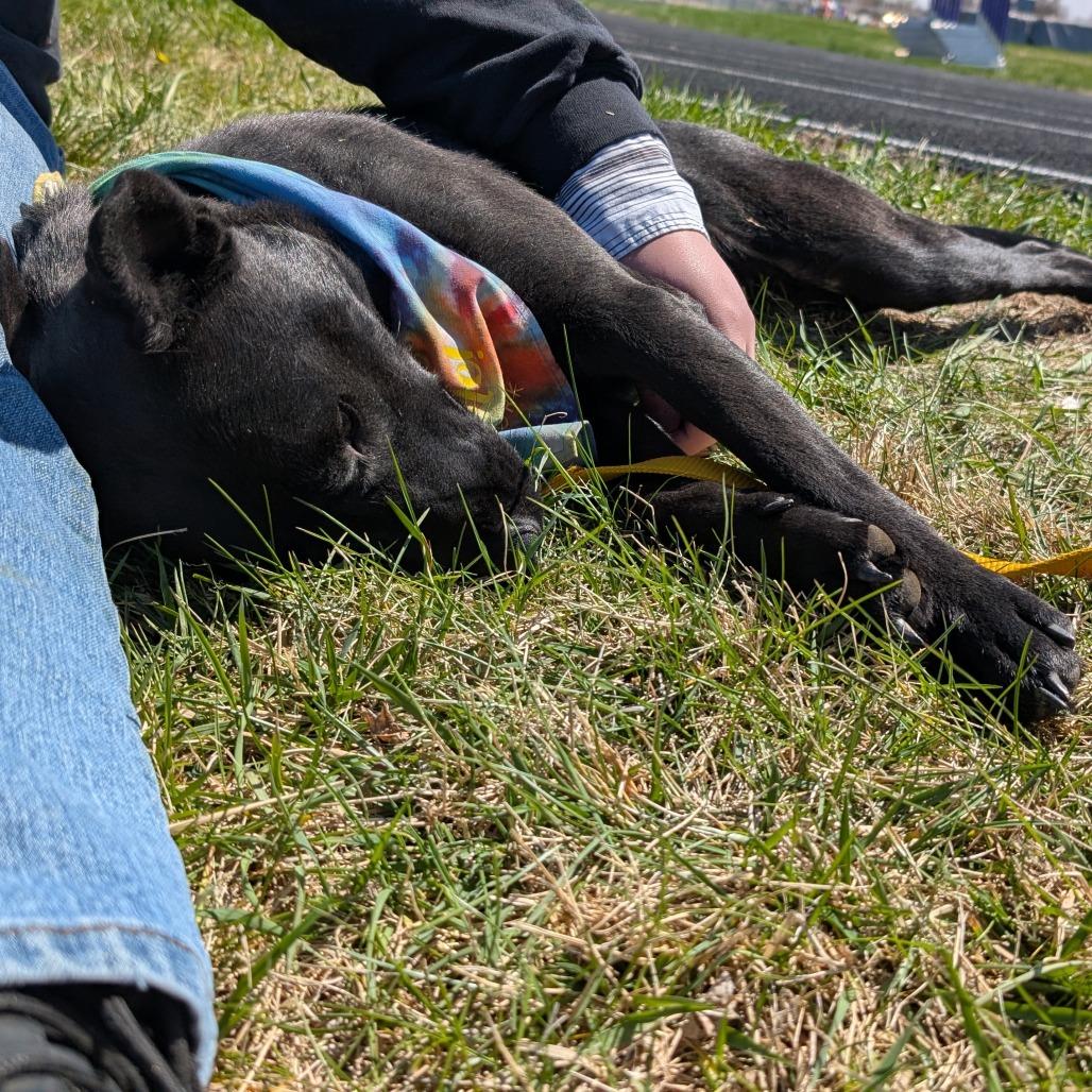 Enlarge Beau, a Adoptable Mixed Breed image 1/6