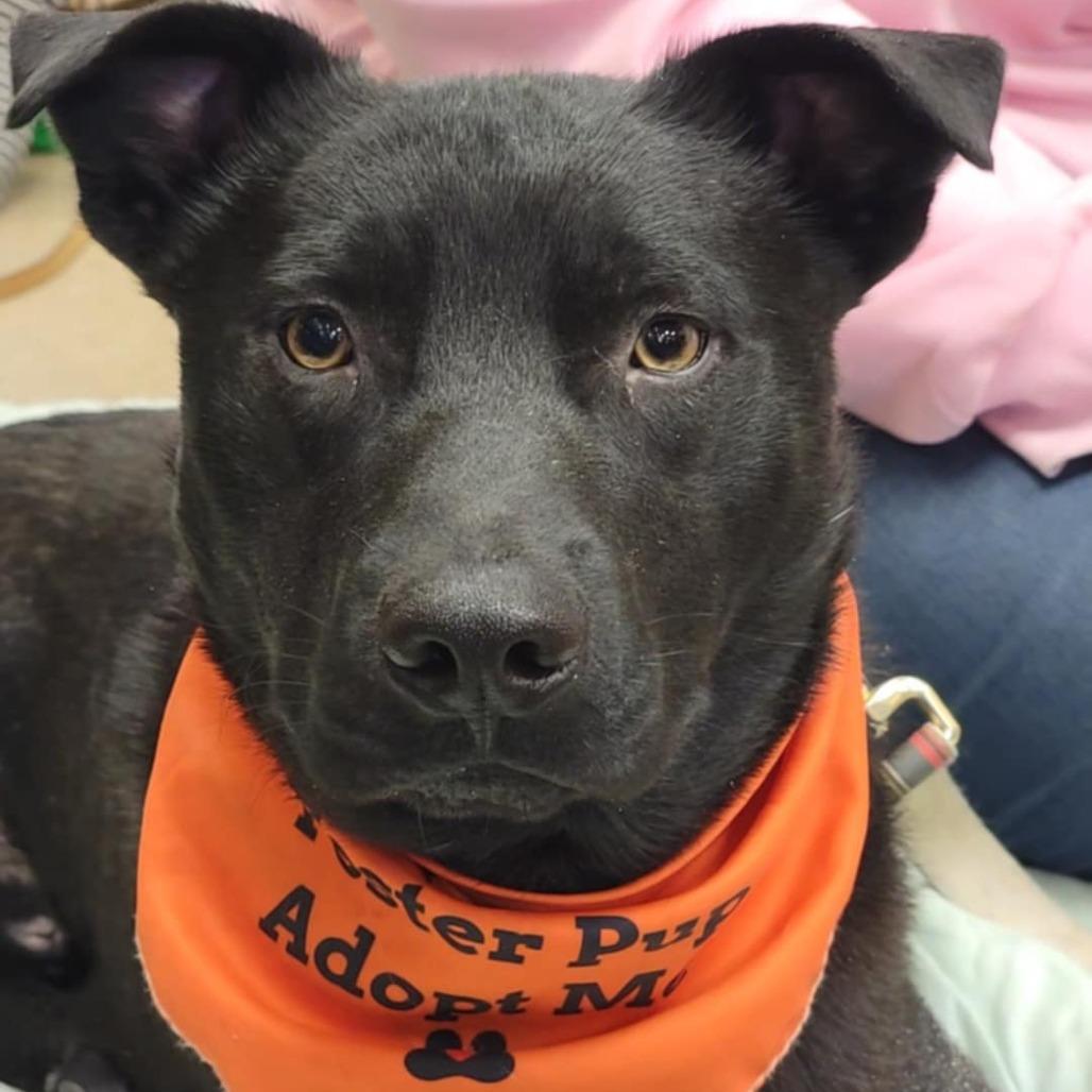 Enlarge Beau, a Adoptable Mixed Breed image 2/6