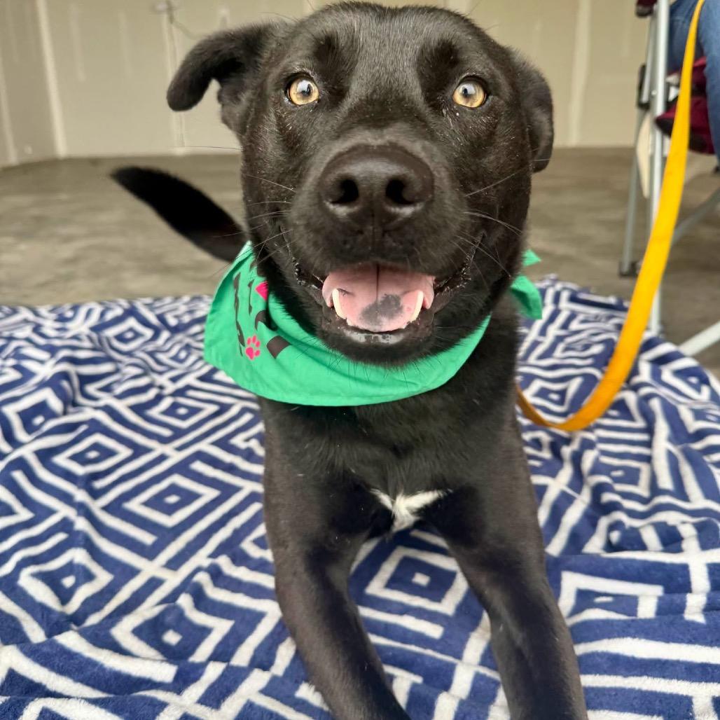 Enlarge Beau, a Adoptable Mixed Breed in Sioux Falls, SD image 2/6
