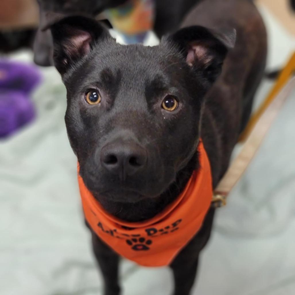 Enlarge Beau, a Adoptable Mixed Breed image 3/6