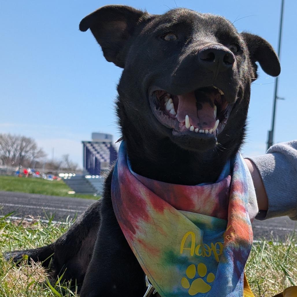 Enlarge Beau, a Adoptable Mixed Breed image 4/6