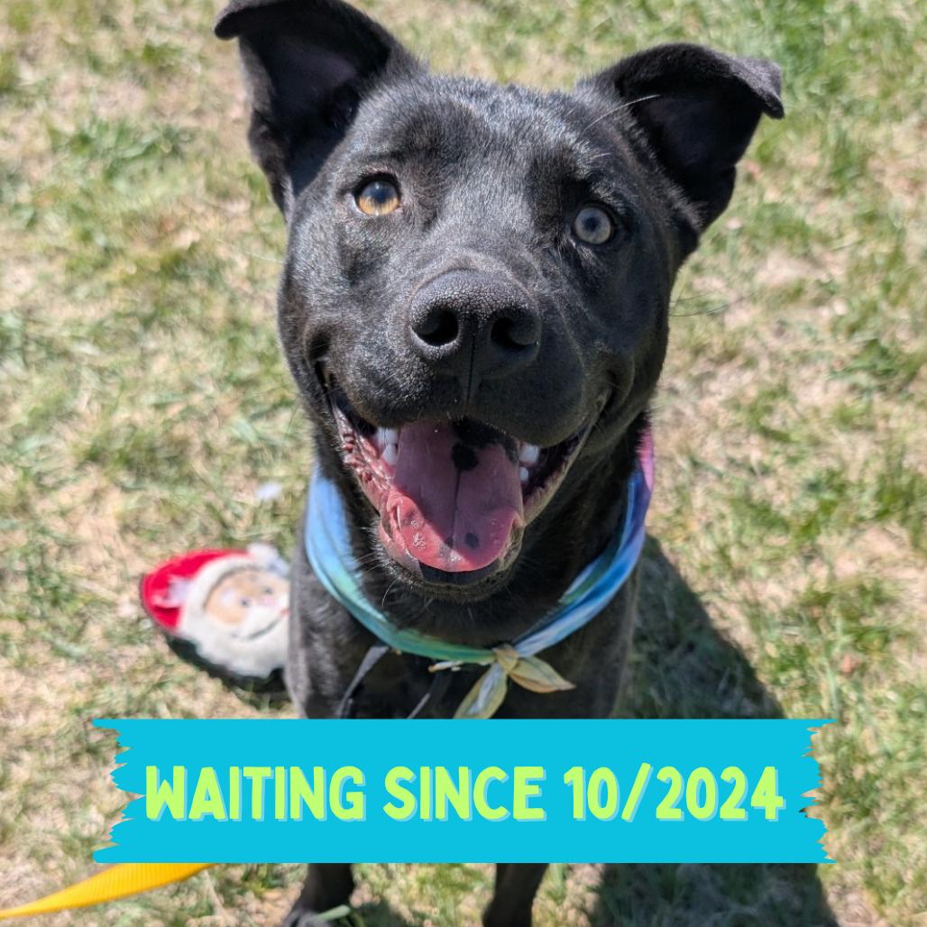 Enlarge Beau, a Adoptable Mixed Breed in Sioux Falls, SD image 2/6