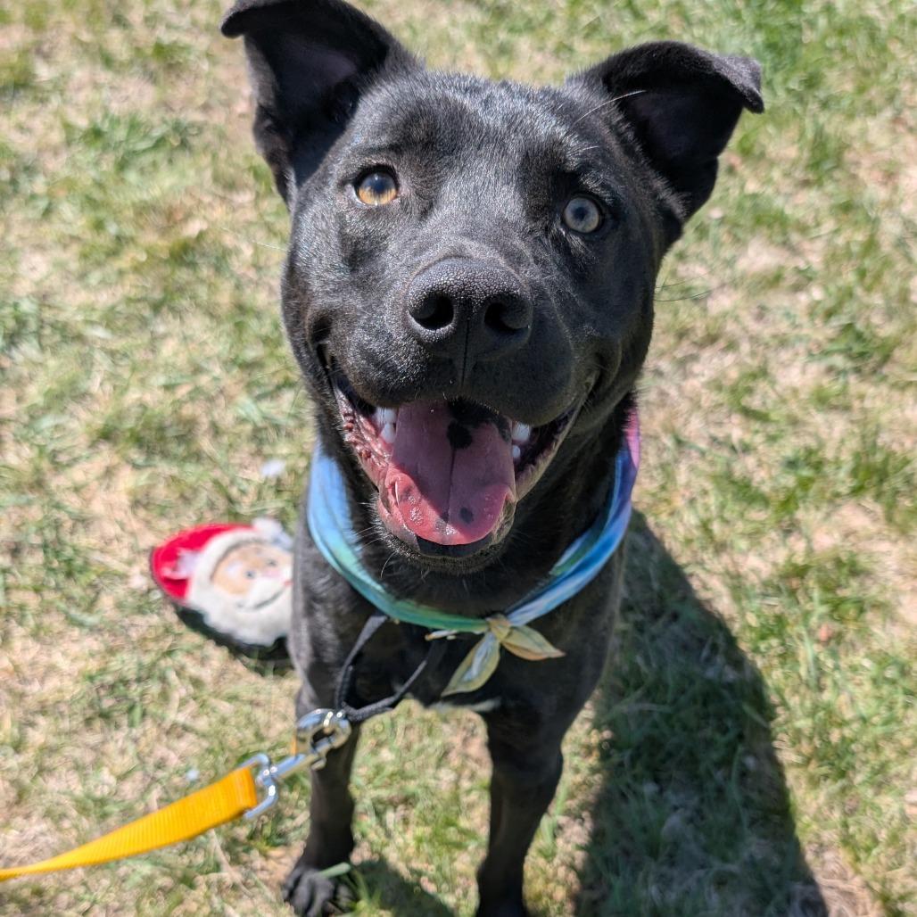 Enlarge Beau, a Adoptable Mixed Breed image 5/6
