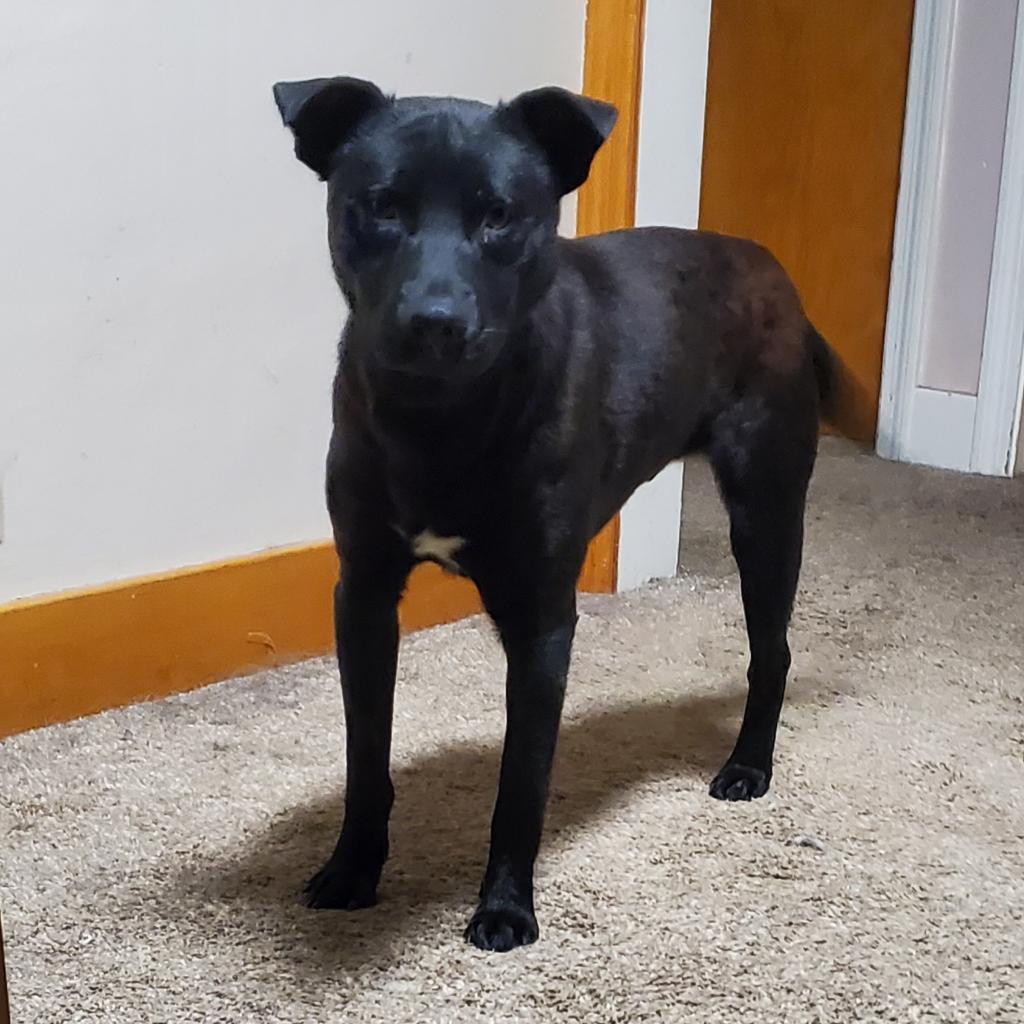 Enlarge Beau, a Adoptable Mixed Breed image 6/6