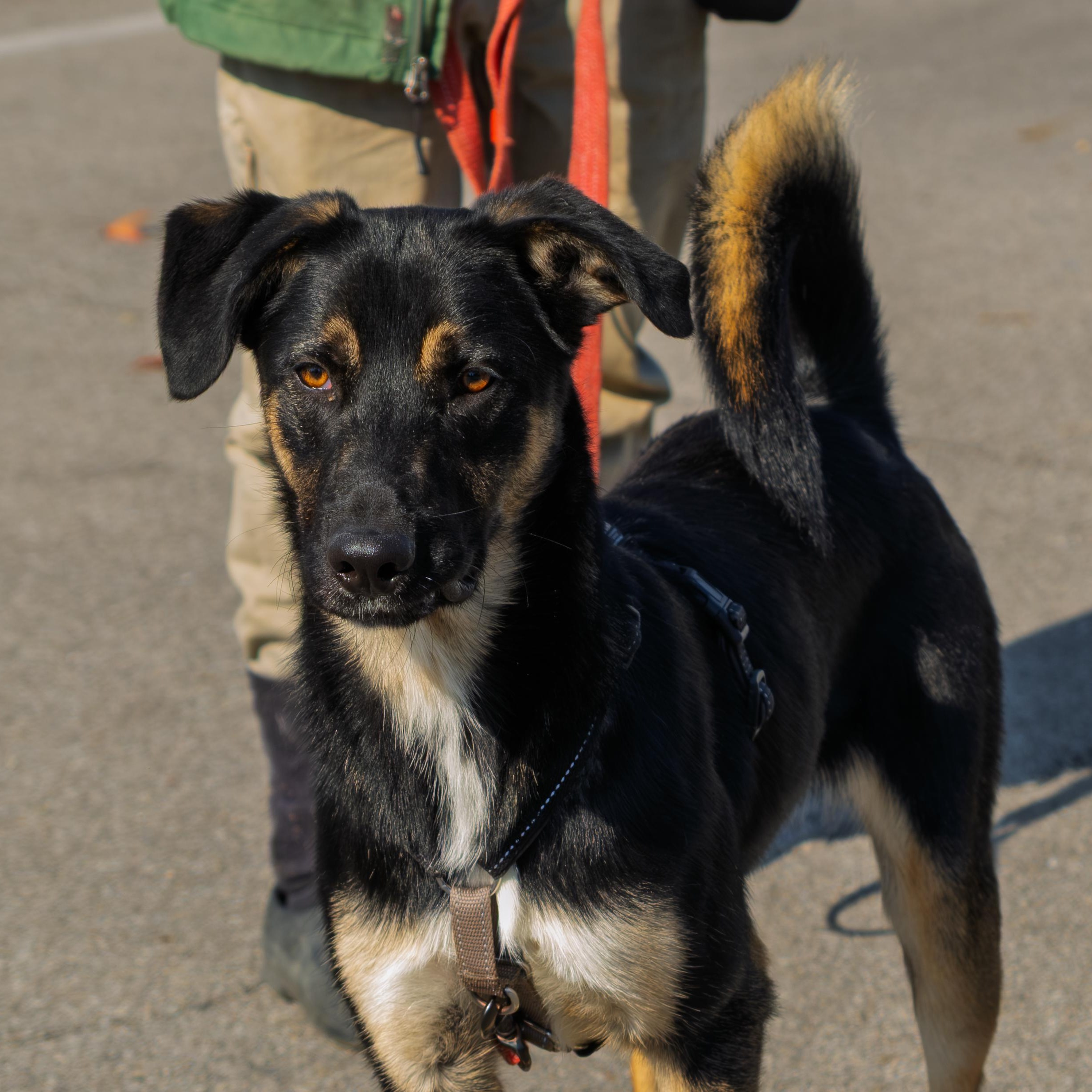 Enlarge Featherpaw, an adopted mixed breed in Indianapolis, IN image 4/4