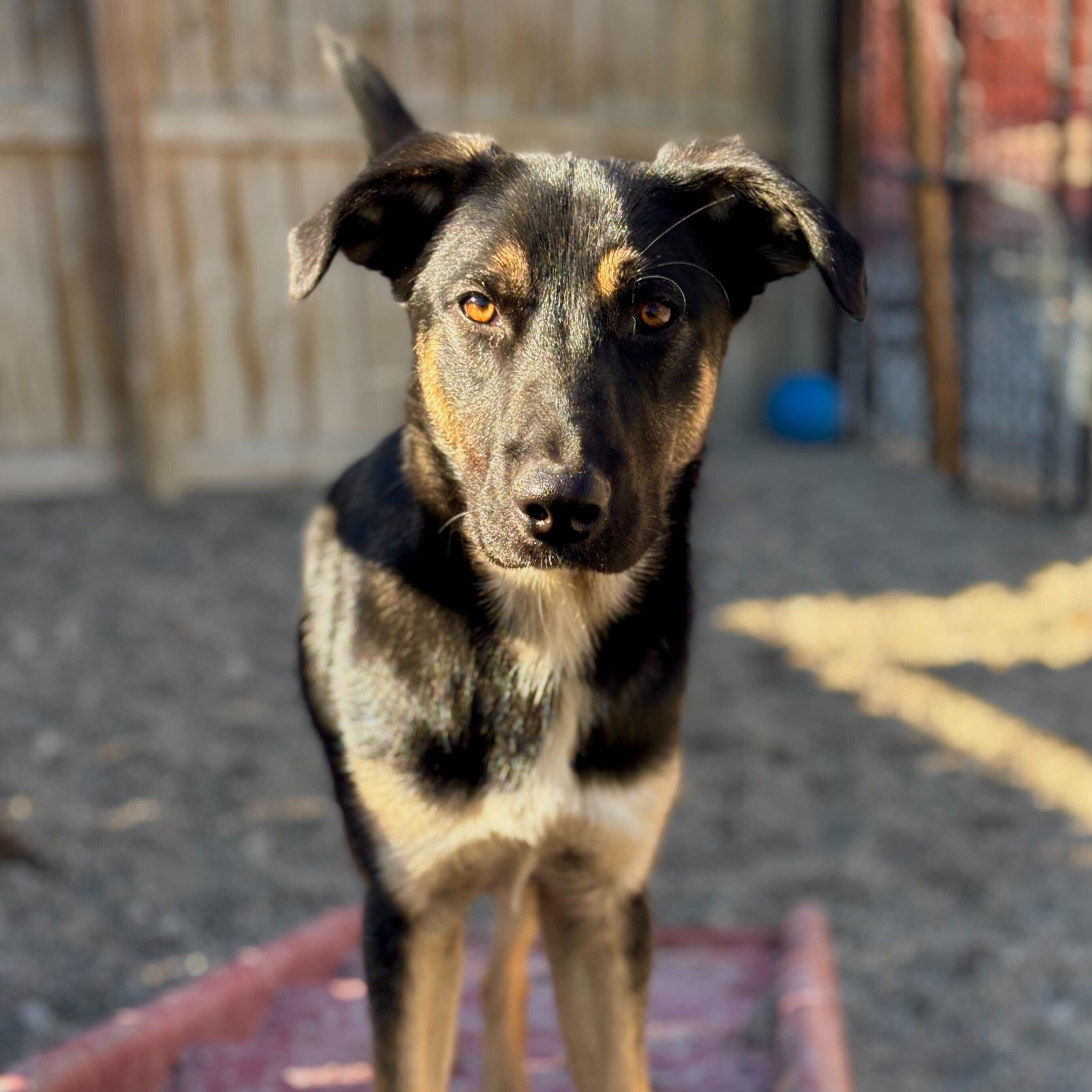 Enlarge Featherpaw, an adopted mixed breed in Indianapolis, IN image 1/4