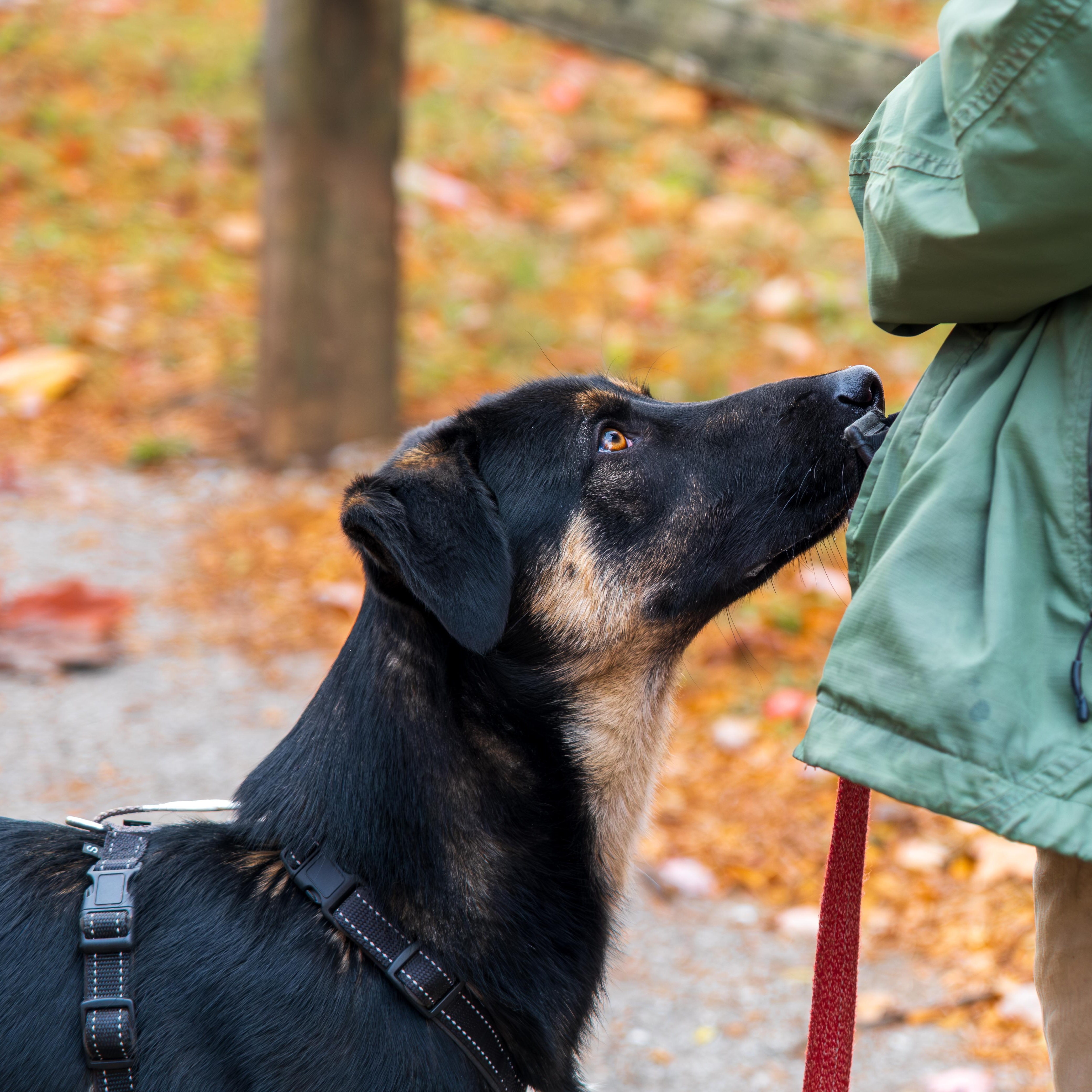 Enlarge Featherpaw, an adopted mixed breed in Indianapolis, IN image 2/4