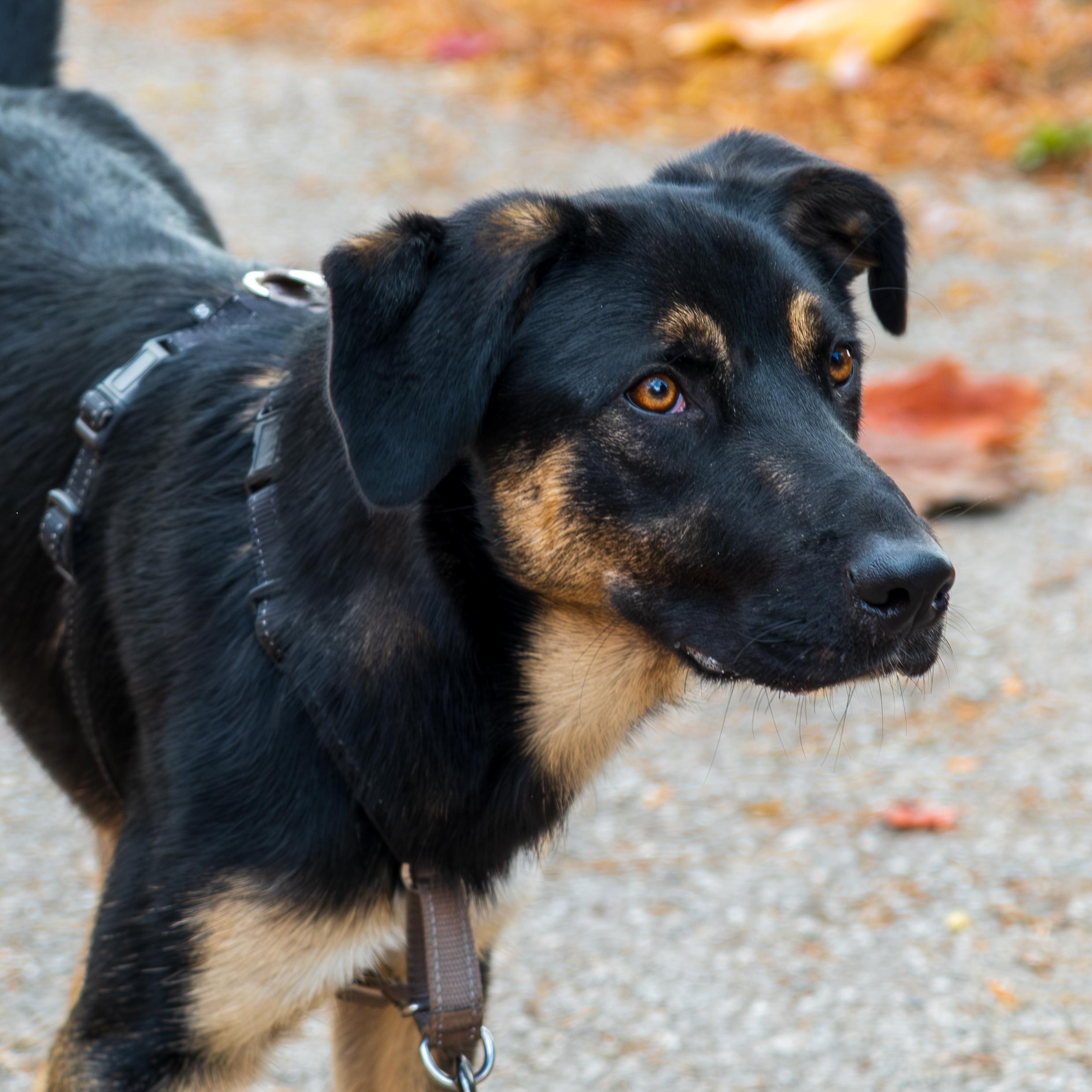 Enlarge Featherpaw, an adopted mixed breed in Indianapolis, IN image 3/4