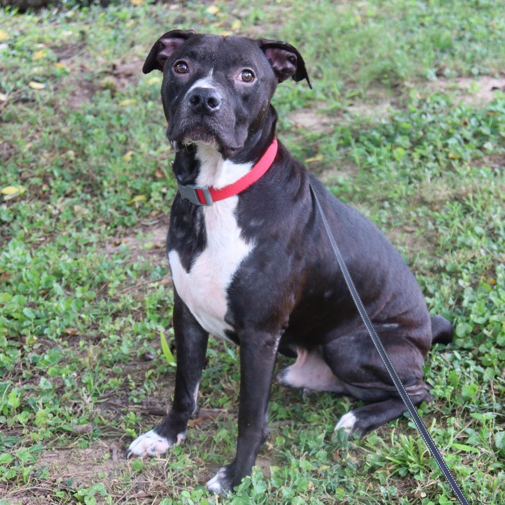 Enlarge Gibbs, a Adoptable mixed breed in Festus, MO image 1/4