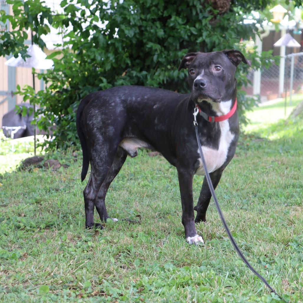 Enlarge Gibbs, a Adoptable mixed breed in Festus, MO image 2/4