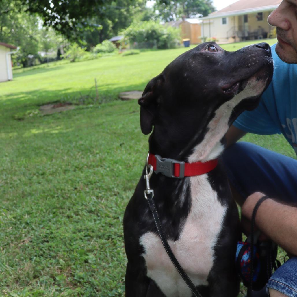 Enlarge Gibbs, a Adoptable mixed breed in Festus, MO image 3/4