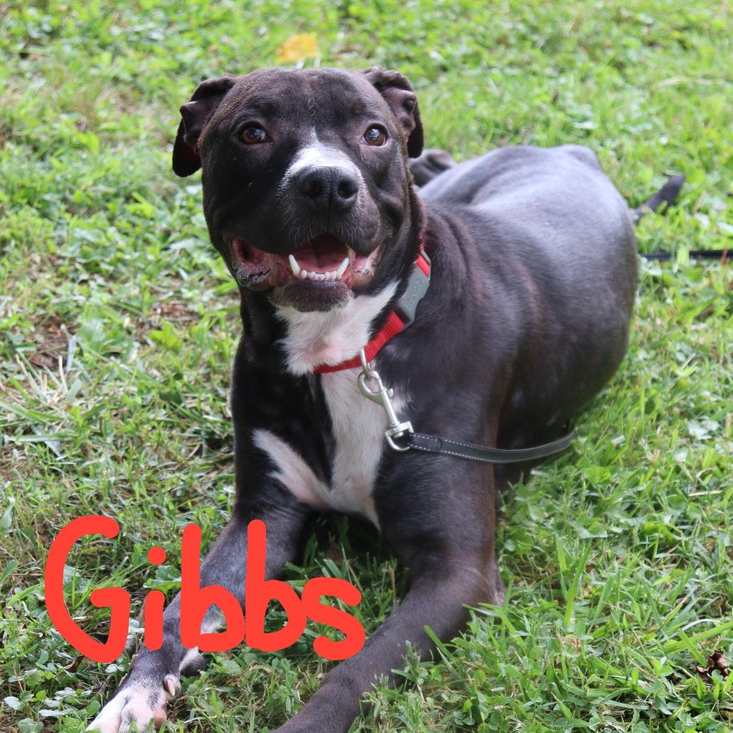 Enlarge Gibbs, a Adoptable mixed breed in Festus, MO image 4/4