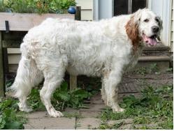 Enlarge Gus, an adopted English Setter in Ann Arbor, MI image 2/6