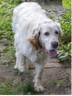 Enlarge Gus, an adopted English Setter in Ann Arbor, MI image 5/6