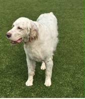 Enlarge Gus, an adopted English Setter in Ann Arbor, MI image 4/6