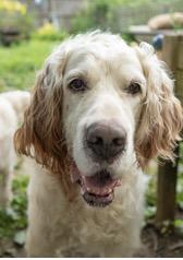 Gus, adopted, Adult Male English Setter.