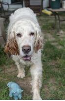 Enlarge Gus, an adopted English Setter in Ann Arbor, MI image 6/6