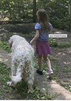 Enlarge Gus, an adopted English Setter in Ann Arbor, MI image 3/6