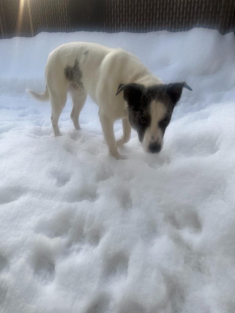 Nix, Adoptable, Young Male Husky & Catahoula Leopard Dog.