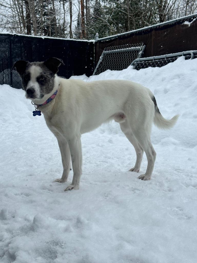 Enlarge Nix, a Adoptable mixed breed in Lunenburg, VT image 2/3