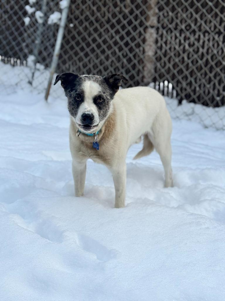 Enlarge Nix, a Adoptable mixed breed in Lunenburg, VT image 3/3