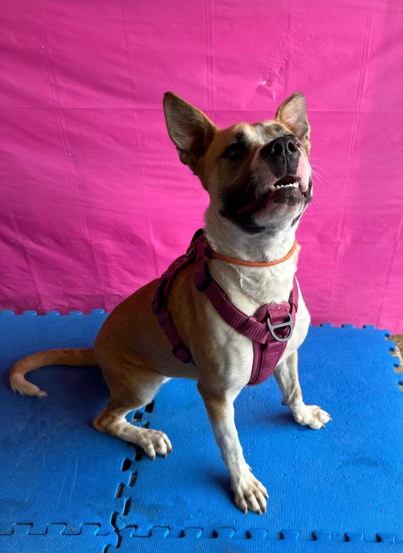 Reese — thumbnail 2