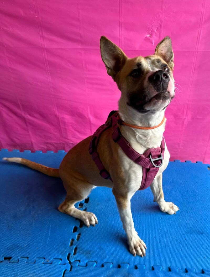 Reese — thumbnail 3