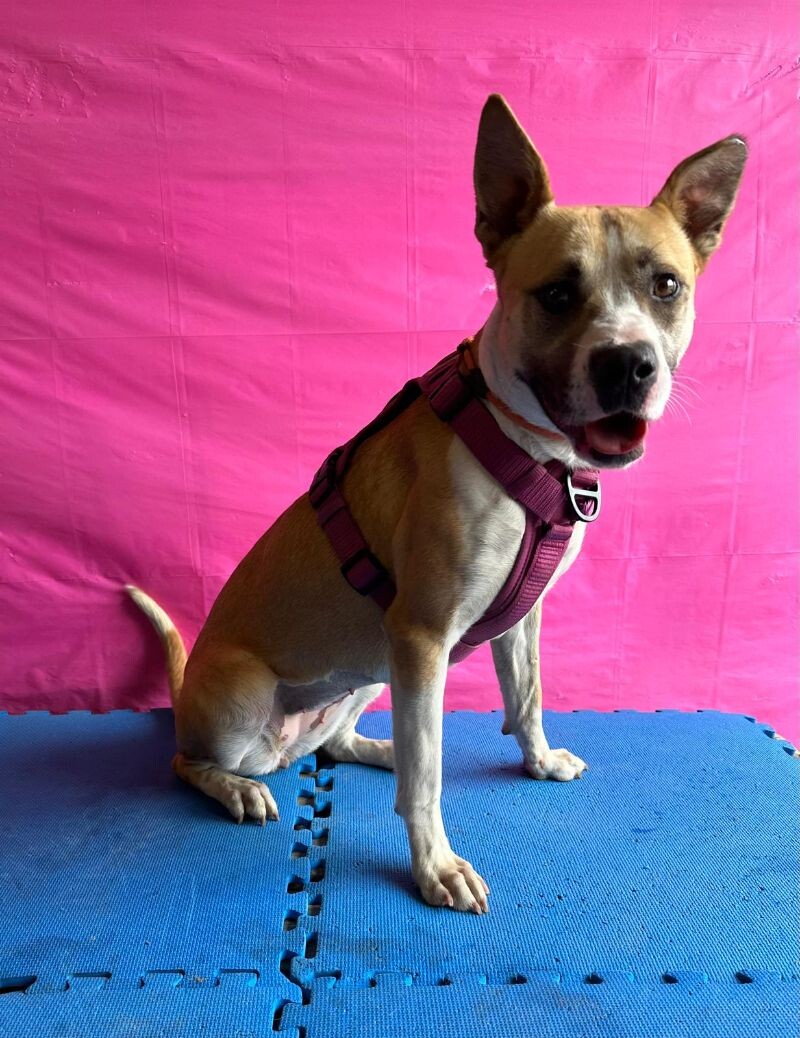 Reese — thumbnail 5