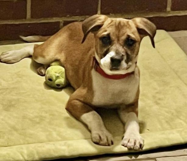 Lola, Young Female Boxer