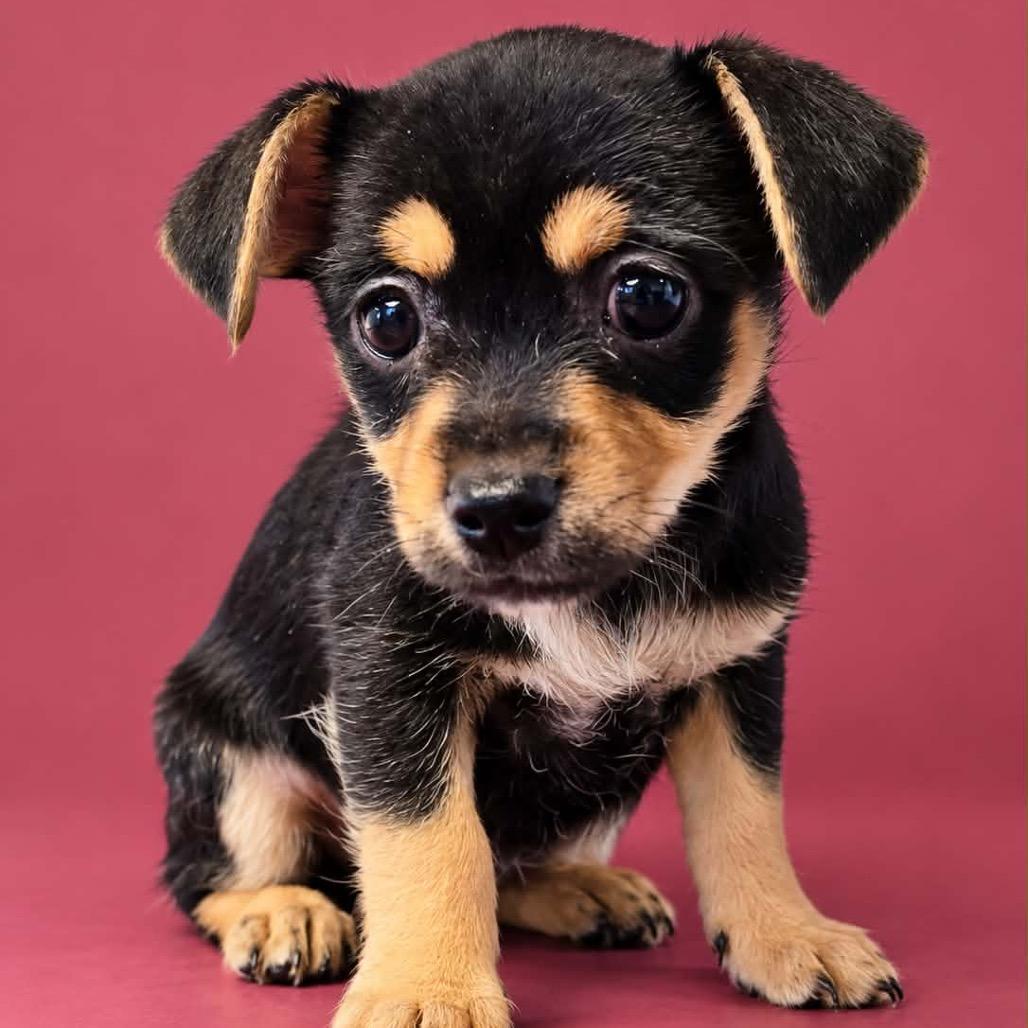 Frankenberry, Adoptable, Puppy Female Chihuahua & Maltese.