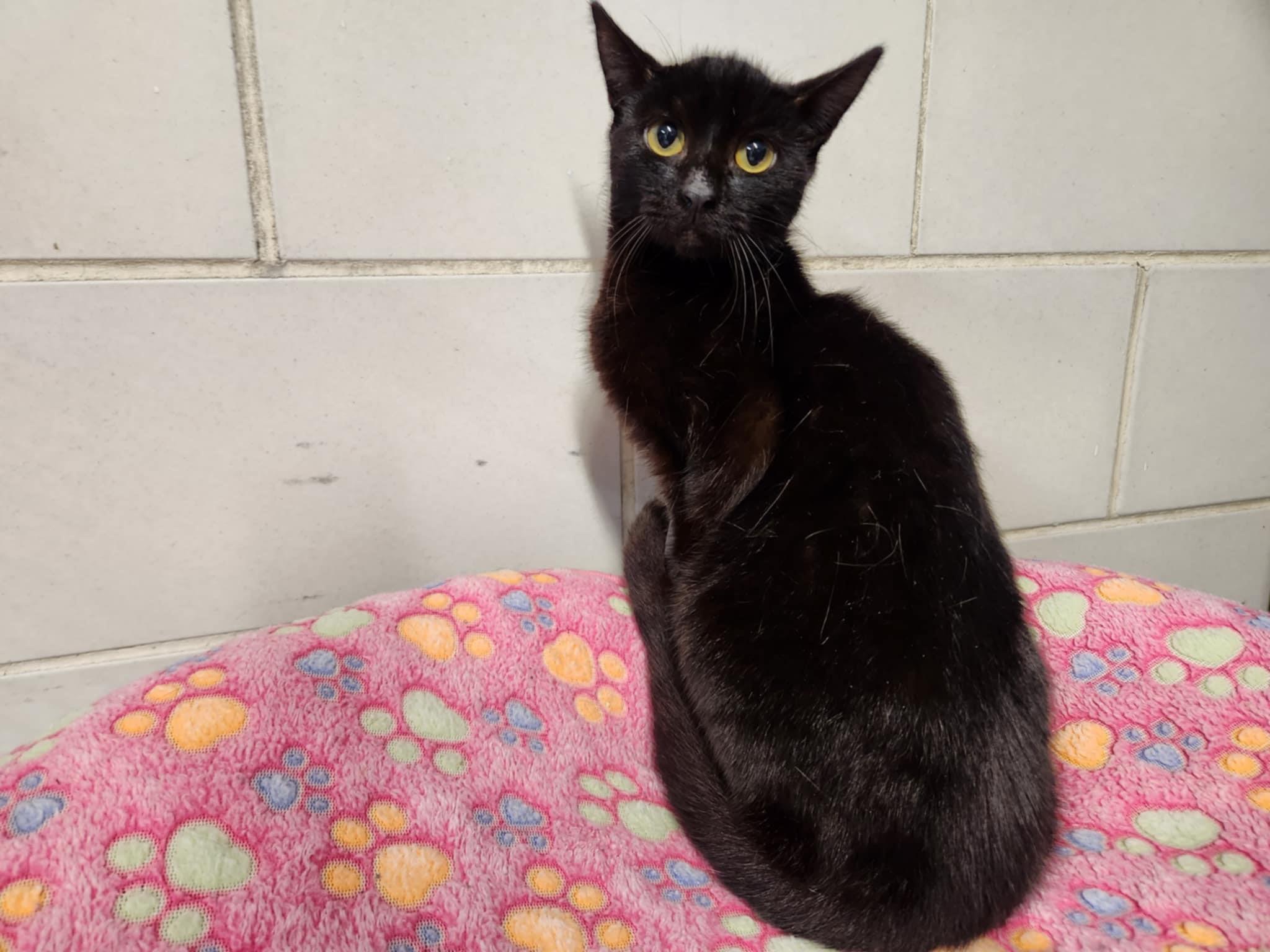 Onyx