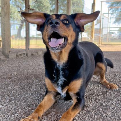 Enlarge Eric, a Adoptable mixed breed in Leander, TX image 1/1