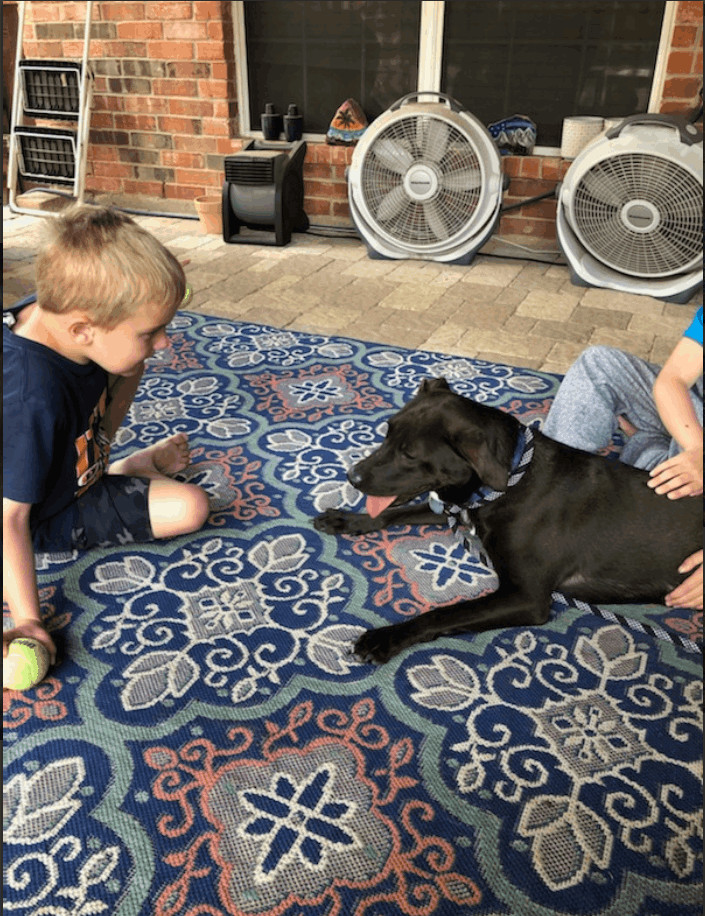 Enlarge Apollo, a Adoptable mixed breed in Carrollton, TX image 7/10