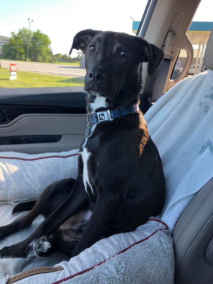 Enlarge Apollo, a Adoptable mixed breed in Carrollton, TX image 9/10