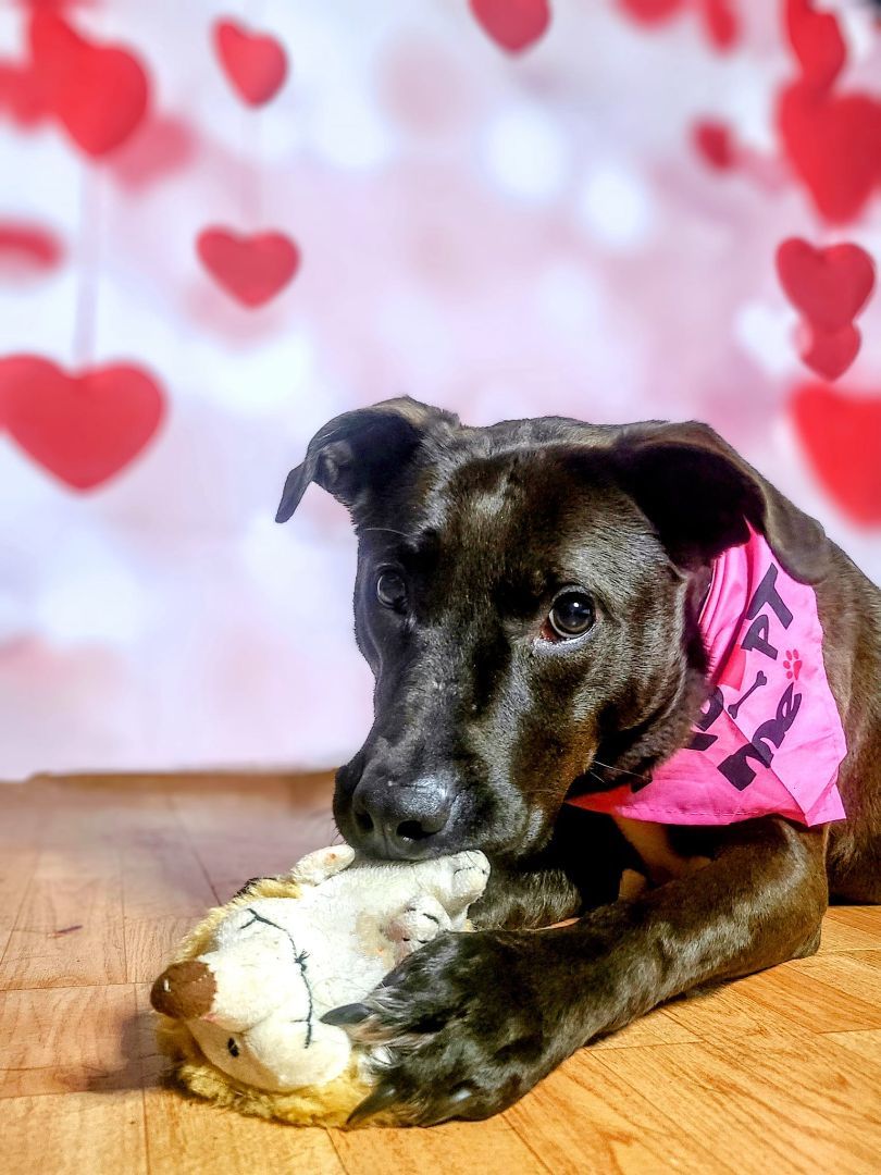 Enlarge Apollo, a Adoptable mixed breed in Carrollton, TX image 10/10