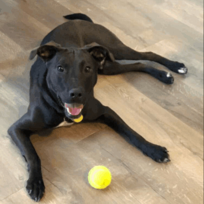 Apollo, a Adoptable mixed breed in Carrollton, TX image 1/10