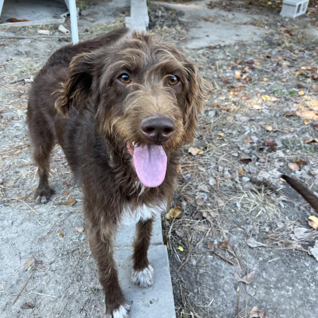 Baylee, Adoptable, Adult Female Chocolate Labrador Retriever & Standard Poodle.