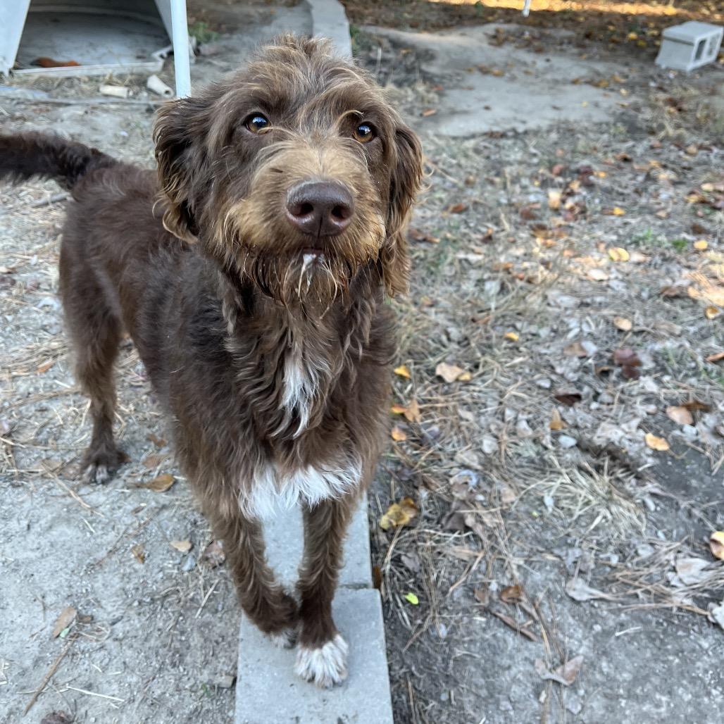 Baylee, a Adoptable mixed breed in Smithfield, NC image 2/3